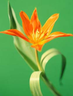 Садовые растения на букву К