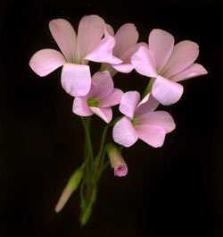 Комнатные растения на букву Т