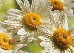 Садовые растения на букву Р