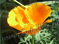Эшшольция (Eschscholzia)