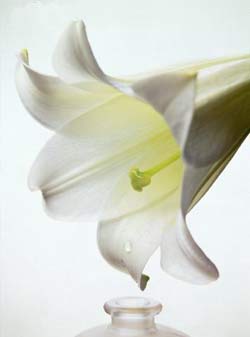 Комнатные растения на букву Ю