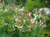 Жимолость или Каприфоль (Lonicera caprifolium)