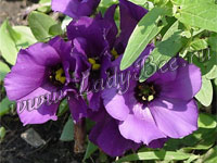 Лизиантус или Эустома (Lisianthus или Eustoma)