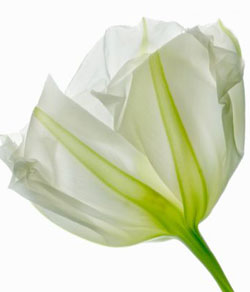 Комнатные растения на букву З