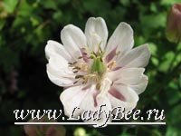 Аквилегия или Водосбор (Aquilegia)